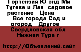 Гортензия Ю энд Ми Тугеве и Лав, садовое растение › Цена ­ 550 - Все города Сад и огород » Другое   . Свердловская обл.,Нижняя Тура г.